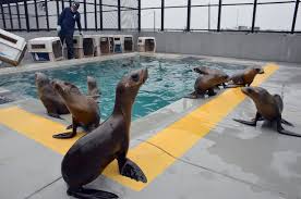 MMC_sea_lion_pups