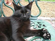 Gray six-toed cat