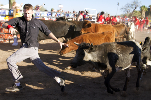 Running of the bulls in Arizona