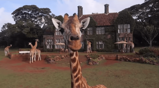 Giraffe Manor, exterior with giraffes poking their heads through windows