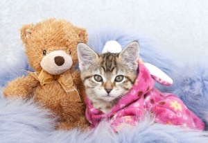 Cat in pajamas snuggling a teddy bear