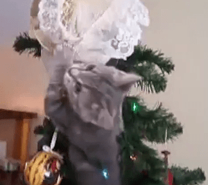 Gray cat toppling over Christmas tree