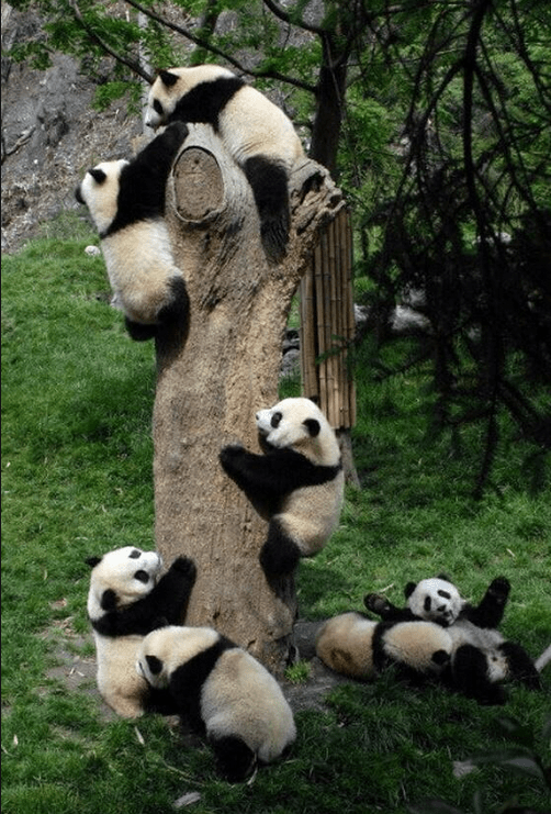 squad_pandas_embarrassment