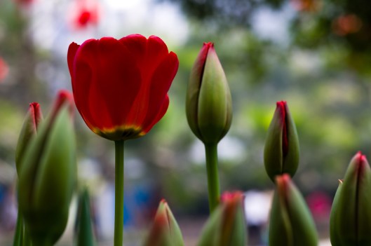 red tulips