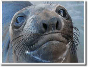 elephant seal headshot