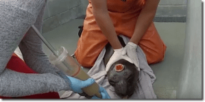 Tube feeding an elephant seal pup